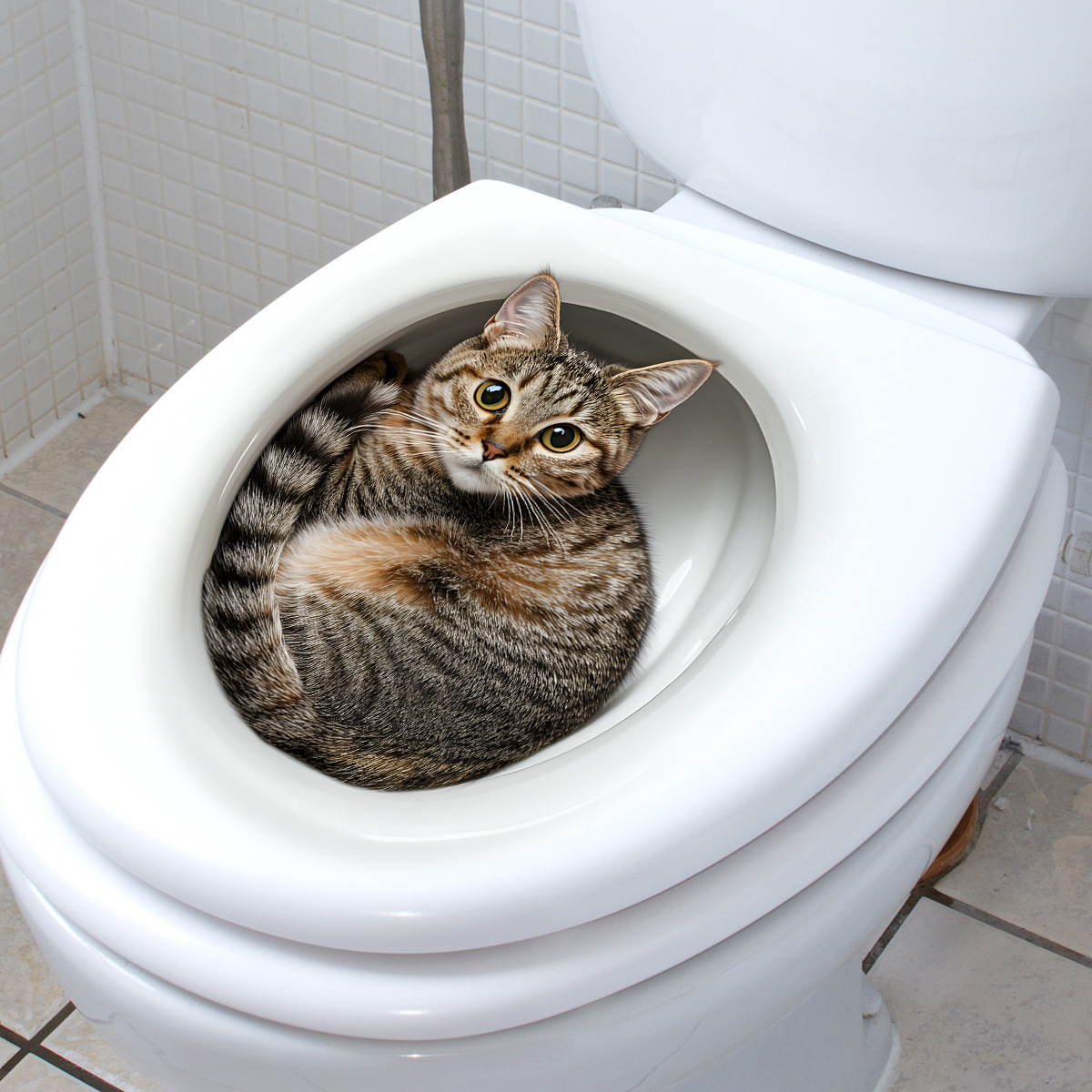 3D Funny Cat Toilet Sticker Ba - Tiny Home Bathroom Kit ulasan dan harga